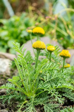 Saint Gallen, İsviçre 24 Mayıs 2025 Tanasetum Bipinnatum bitkisi botanik bahçesinde
