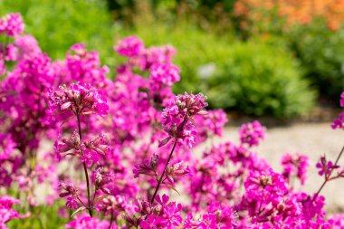 Saint Gallen, İsviçre 24 Mayıs 2025 Silene Viscaria veya botanik bahçesindeki nemli kamp bitkisi