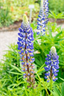 Saint Gallen, İsviçre 24 Mayıs 2025 Veronica Longifolia veya botanik bahçesindeki bahçe yarışları bitkisi