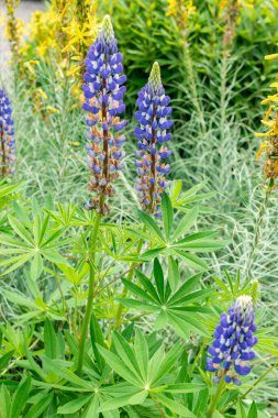 Saint Gallen, İsviçre 24 Mayıs 2025 Veronica Longifolia veya botanik bahçesindeki bahçe yarışları bitkisi