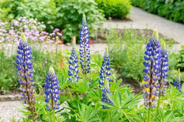 Saint Gallen, İsviçre 24 Mayıs 2025 Veronica Longifolia veya botanik bahçesindeki bahçe yarışları bitkisi