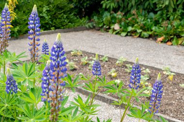 Saint Gallen, İsviçre 24 Mayıs 2025 Veronica Longifolia veya botanik bahçesindeki bahçe yarışları bitkisi