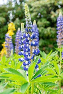 Saint Gallen, İsviçre 24 Mayıs 2025 Veronica Longifolia veya botanik bahçesindeki bahçe yarışları bitkisi