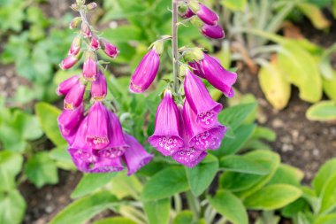 Saint Gallen, İsviçre 24 Mayıs 2025 Digitalis Purpurea veya botanik bahçesindeki yüksükotu bitkisi