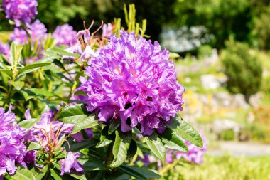 Saint Gallen, İsviçre 24 Mayıs 2025 Botanik Bahçesindeki Rhododendron Ponticum fabrikası