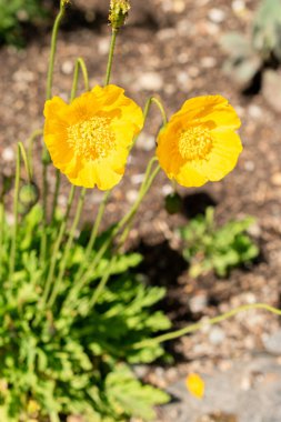 Saint Gallen, İsviçre 24 Mayıs 2025 Papaver Croceum veya botanik bahçesindeki buzlu haşhaş bitkisi