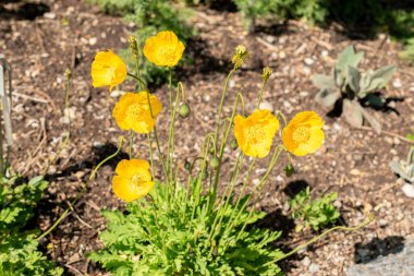 Saint Gallen, İsviçre 24 Mayıs 2025 Papaver Croceum veya botanik bahçesindeki buzlu haşhaş bitkisi