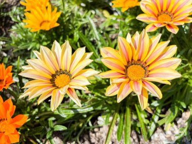 Saint Gallen, İsviçre 24 Mayıs 2025 Gazania çiçekleri botanik bahçesinde