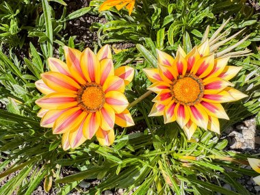 Saint Gallen, İsviçre 24 Mayıs 2025 Gazania çiçekleri botanik bahçesinde