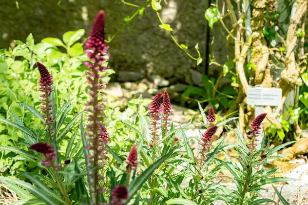 Saint Gallen, İsviçre 24 Mayıs 2025 Lysimachia Atropurpurea bitkisi botanik bahçesinde