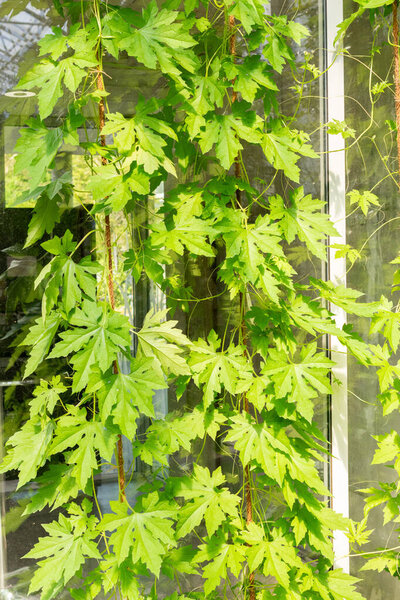 Санкт-Галлен, Швейцария 24 мая 2025 Momordica Charantia или горькое растение меолон в ботаническом саду