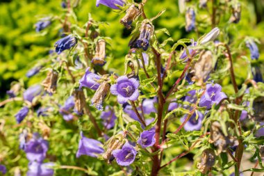 Saint Gallen, İsviçre, 13 Haziran 2025 Campanula Speciosa bitkisi botanik bahçesinde.