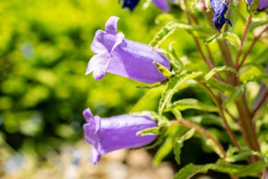 Saint Gallen, İsviçre, 13 Haziran 2025 Campanula Speciosa bitkisi botanik bahçesinde.