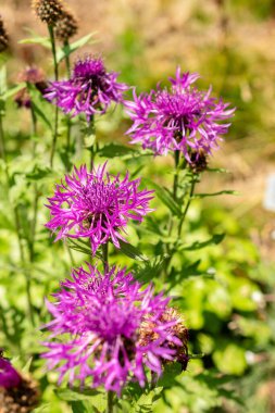 Saint Gallen, İsviçre, 13 Haziran 2025 Centaurea Nervosa bitkisi botanik bahçesinde.