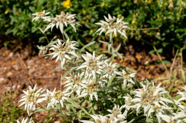 Saint Gallen, İsviçre, 13 Haziran 2025 Leontopodium Himalaanum bitkisi botanik bahçesinde.