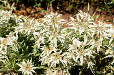 Saint Gallen, İsviçre, 13 Haziran 2025 Leontopodium Himalaanum bitkisi botanik bahçesinde.