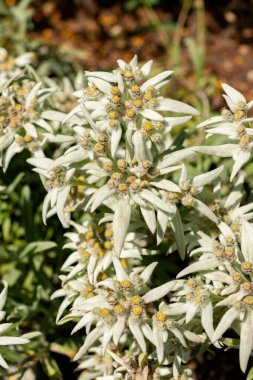 Saint Gallen, İsviçre, 13 Haziran 2025 Leontopodium Himalaanum bitkisi botanik bahçesinde.