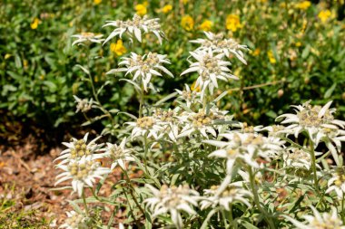 Saint Gallen, İsviçre, 13 Haziran 2025 Leontopodium Himalaanum bitkisi botanik bahçesinde.