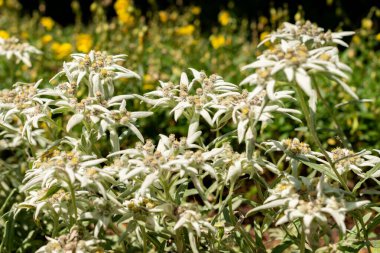 Saint Gallen, İsviçre, 13 Haziran 2025 Leontopodium Himalaanum bitkisi botanik bahçesinde.