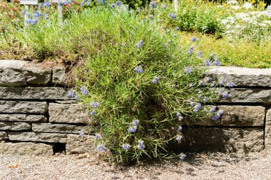 Saint Gallen, İsviçre, 13 Haziran 2025 Moltkia Coerulea bitkisi botanik bahçesinde.