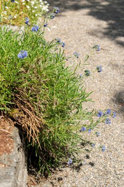 Saint Gallen, İsviçre, 13 Haziran 2025 Moltkia Coerulea bitkisi botanik bahçesinde.