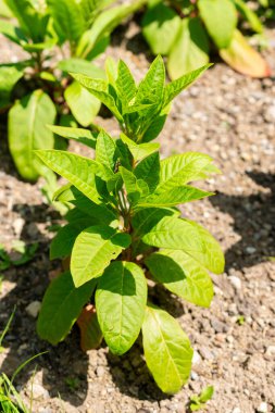 Saint Gallen, İsviçre, 13 Haziran 2025 Phytolacca Americana veya botanik bahçesindeki pokeweed bitkisi