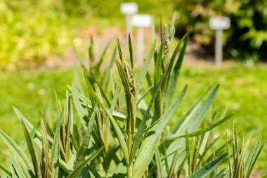 Saint Gallen, İsviçre, 13 Haziran 2025 Milky Loosestrife veya Lysimachia Ephemerum bitkisi botanik bahçesinde