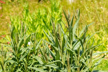 Saint Gallen, İsviçre, 13 Haziran 2025 Milky Loosestrife veya Lysimachia Ephemerum bitkisi botanik bahçesinde