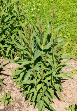 Saint Gallen, İsviçre, 13 Haziran 2025 Milky Loosestrife veya Lysimachia Ephemerum bitkisi botanik bahçesinde
