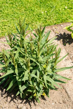 Saint Gallen, İsviçre, 13 Haziran 2025 Milky Loosestrife veya Lysimachia Ephemerum bitkisi botanik bahçesinde