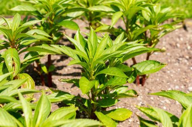 Saint Gallen, İsviçre, 13 Haziran 2025 Impatiens Balsamina veya botanik bahçesindeki bahçe balsam bitkisi