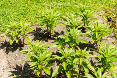 Saint Gallen, İsviçre, 13 Haziran 2025 Impatiens Balsamina veya botanik bahçesindeki bahçe balsam bitkisi