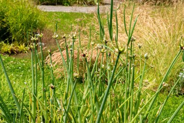 Saint Gallen, İsviçre, 13 Haziran 2025 Ampul soğanı veya botanik bahçesindeki Allium Cepa bitkisi