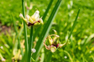 Saint Gallen, İsviçre, 13 Haziran 2025 Ampul soğanı veya botanik bahçesindeki Allium Cepa bitkisi