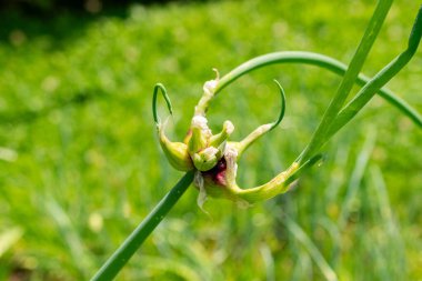 Saint Gallen, İsviçre, 13 Haziran 2025 Ampul soğanı veya botanik bahçesindeki Allium Cepa bitkisi
