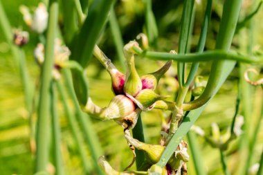 Saint Gallen, İsviçre, 13 Haziran 2025 Ampul soğanı veya botanik bahçesindeki Allium Cepa bitkisi