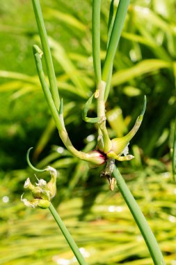 Saint Gallen, İsviçre, 13 Haziran 2025 Ampul soğanı veya botanik bahçesindeki Allium Cepa bitkisi