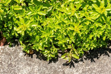 Saint Gallen, İsviçre, 13 Haziran 2025 Sedum Kamtschaticum veya botanik bahçesindeki portakal taşı fabrikası