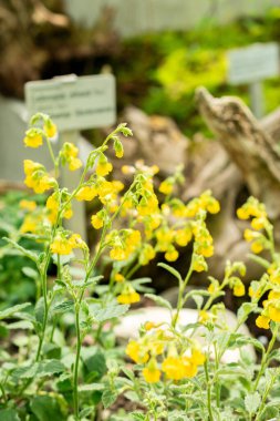 Saint Gallen, İsviçre, 13 Haziran 2025 Hermannia Incana bitkisi botanik bahçesinde.