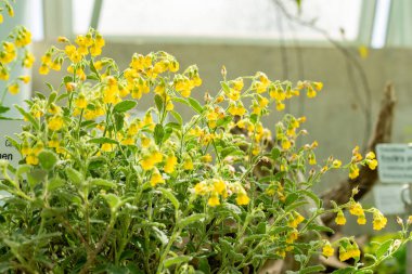 Saint Gallen, İsviçre, 13 Haziran 2025 Hermannia Incana bitkisi botanik bahçesinde.