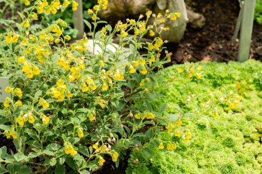 Saint Gallen, İsviçre, 13 Haziran 2025 Hermannia Incana bitkisi botanik bahçesinde.