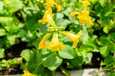 Saint Gallen, İsviçre, 13 Haziran 2025 Mimulus Guttatus veya botanik bahçesindeki maymun çiçeği