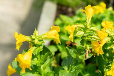 Saint Gallen, İsviçre, 13 Haziran 2025 Mimulus Guttatus veya botanik bahçesindeki maymun çiçeği