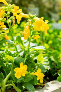 Saint Gallen, İsviçre, 13 Haziran 2025 Mimulus Guttatus veya botanik bahçesindeki maymun çiçeği