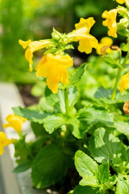 Saint Gallen, İsviçre, 13 Haziran 2025 Mimulus Guttatus veya botanik bahçesindeki maymun çiçeği