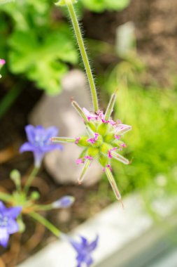 Saint Gallen, İsviçre, 13 Haziran 2025 Pelargonium Capitatum veya botanik bahçesindeki gül sardunyası.