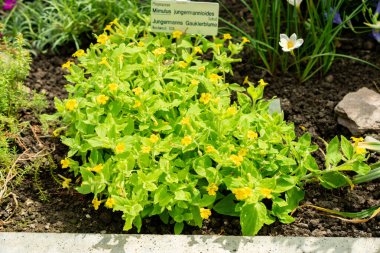 Saint Gallen, İsviçre, 13 Haziran 2025 Mimulus Jungermannioides bitkisi botanik bahçesinde.
