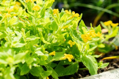 Saint Gallen, İsviçre, 13 Haziran 2025 Mimulus Jungermannioides bitkisi botanik bahçesinde.
