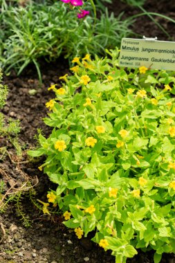 Saint Gallen, İsviçre, 13 Haziran 2025 Mimulus Jungermannioides bitkisi botanik bahçesinde.