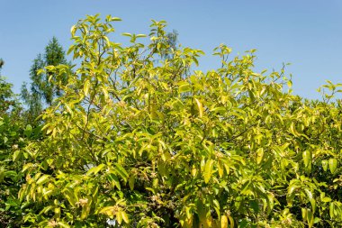 Saint Gallen, İsviçre, 13 Haziran 2025 Citrus Paradisi veya botanik bahçesindeki greyfurt bitkisi